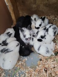 5 week old bunnies