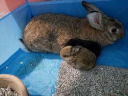 4 weeks to 8 month old bunnies for sale