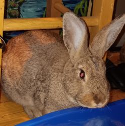 8 mos old female rabbit of unknown or mixed breed cinnamon/pepper in c