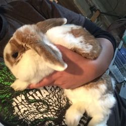Sweet rabbits needing new home