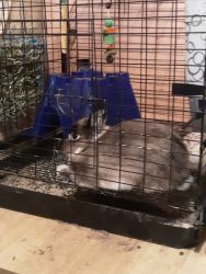 Bunnie for sale for free including cage and food.
