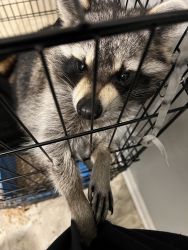 Male Raccoon for sale