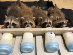 Raccoons puppy for sale