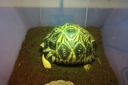 Male High Yellow Radiated tortoise microchipped.