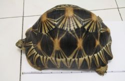 Beautiful Female Radiated Tortoise For Sale