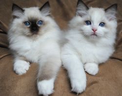 Home Raised Ragdoll Kittens.