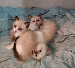 Kittens, Ragdoll/Bobtail mix
