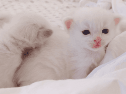Bicolor Ragdoll Kittens