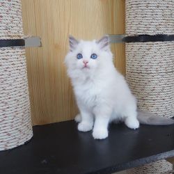 blue eyes ragdoll kitten