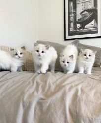 Ragdoll Kitten Available