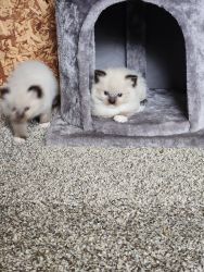 12 week old Ragdoll kittens for sale
