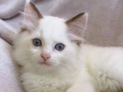 Ragdoll Male Kitten - Tip