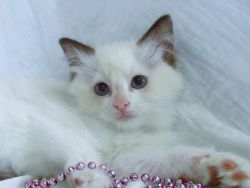 Ragdoll Male Kitten - Bertie