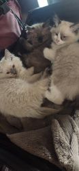 Ragdoll kittens
