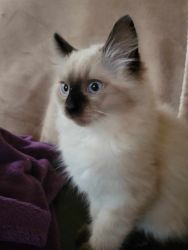 Beautiful Pedigree Ragdolls Kittens