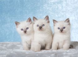 Beautiful fluffy Ragdoll kittens
