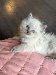 Hello, I have a beautiful ragdoll at a good price, you can contact me