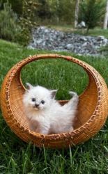 Pure Breed Ragdoll Kittens For Sale Now