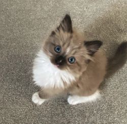 Ragdoll Kitten For Sale