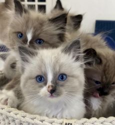 Cute Ragdoll kittens