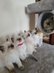 Amazing Ragdoll kittens available now