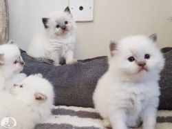 Ragdoll kittens to reserve