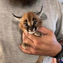 Exotic caracal kittens for adoption