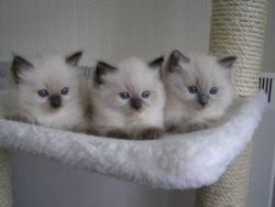 Purebred ragdoll Kittens