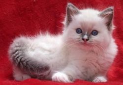 Ragdoll Kittens for loving home sale