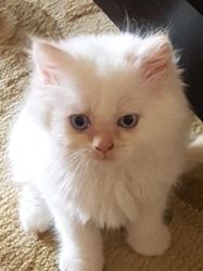 Wanting to rehome my adorable RAGDOLL male Kitten