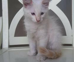Beautiful Ragdoll Kittens available for sale now
