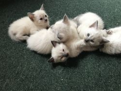 Home Raised Ragdoll Kittens Ready