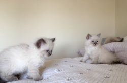 Pedigree Ragdoll Kittens