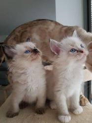 Sweet Ragdoll Kittens(purebred kittens)