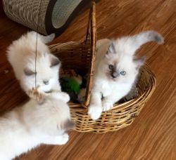 Awesome Ragdoll kittens TICA registered with papers.