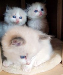 Gorgeous Ragdoll Kittens for sale