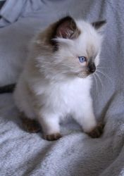 Beautiful Male and Female Ragdoll Kitten