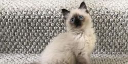Blue Eye's Ragdoll Kittens Available, Seal Point