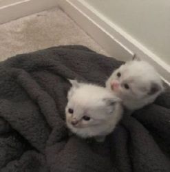 Pure Ragdoll Kittens available