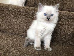 Gorgeous blue point Ragdoll kittens for sale.