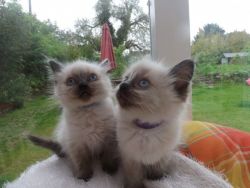 seal point Boy and girl Ragdoll kittens