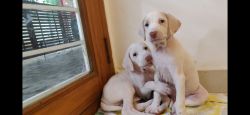 Purebred Rajapalayam puppies for sale!