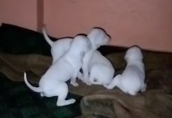 Female puppies available