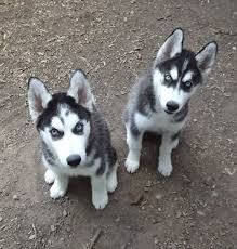 6 Beautiful Husky Puppies