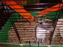 Pet rats for sell
