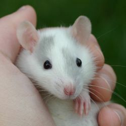 Free Adorable Baby Rats