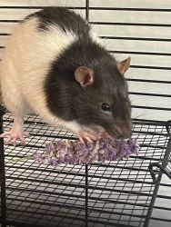 Large fancy rat for sale!