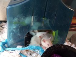 Baby Rats for sale