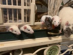 Baby rats for loving home