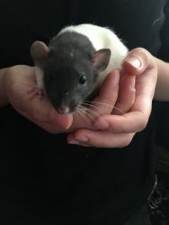 Two baby female weaned rats ready for new home!